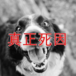 小黑，永别了prod by BLACKFAT洪汝超（小黑remix）