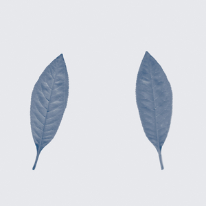 Shinagawa (Moment On Tokaido)