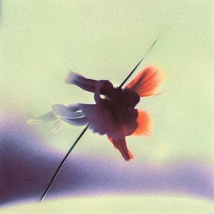 【Free】ESSE | Ambience氛围