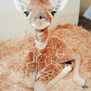 Scooby Doo Pa Pa (slowed)