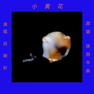 小黄花