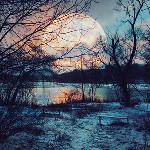 Деревья падают стоя