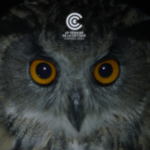 City of owls