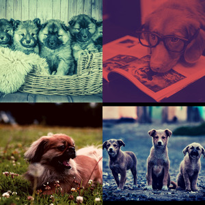 微妙的幼犬心情