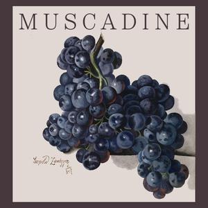 Muscadine