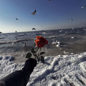 短暂又遗憾的相遇