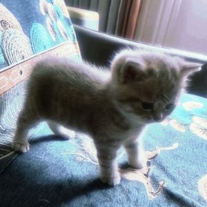 龙利雨（Lonely rain）