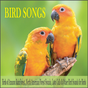 Forest Sounds (With Solo Piano)