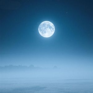 年年岁岁花常新