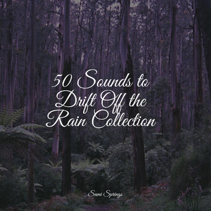 Rain, Light, Forest