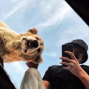 阿拉斯加海湾（demo）