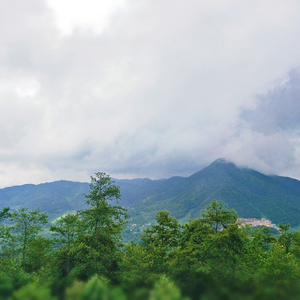 淡茶（Instrumental）