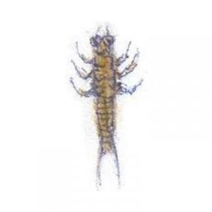 Ridin' on the Trail with My Horse Jed