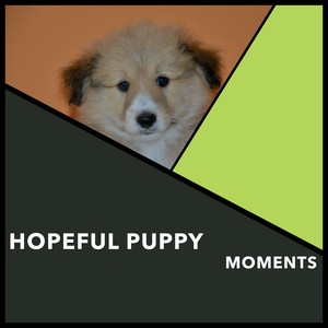 Pooch's Pedometer