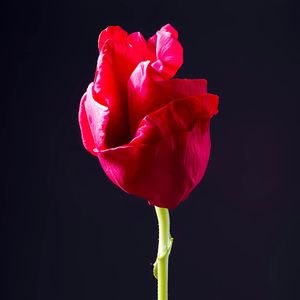 Тени чувств