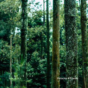 Wind in the Woods (Nature)