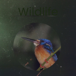 Wildlife