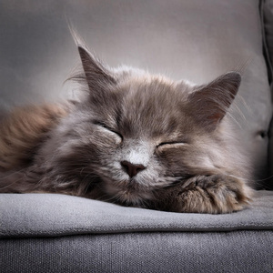 Vibraciones Juguetonas De Ronroneo