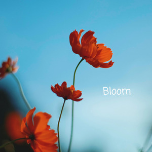 Bloom