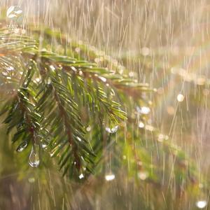 Soothing Spring Sky Downpours