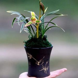 兰花(正式版) 伴奏版