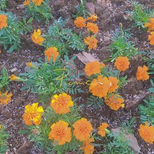 夏天的风（合唱）4我疯了