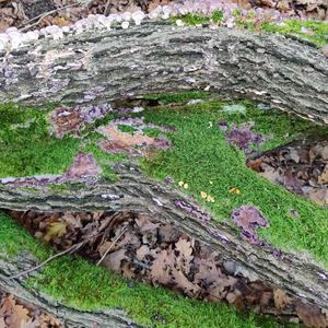 Xylem