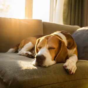 Armonía Para Patas Juguetonas
