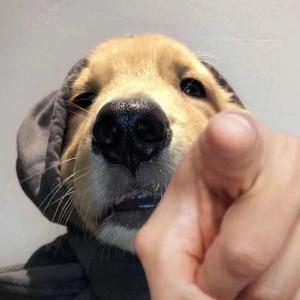 倒反天罡（MEGA）