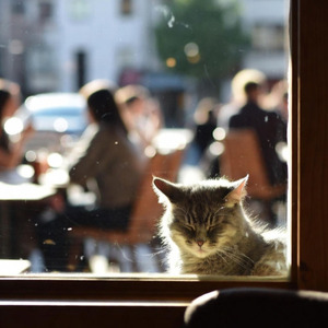 猫咖啡