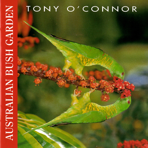 Laughing Kookaburras