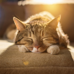 Ritmos Para Gatos Curiosos