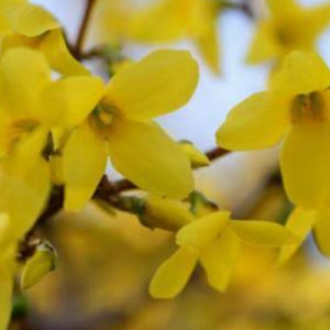 認知症への理解