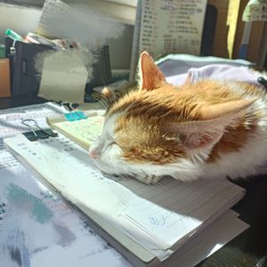《蒲公英》(月临兮)