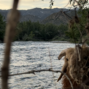 鱼（完整）.wav（翻自 加木）