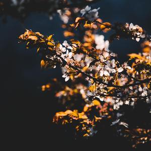 春风化雨（翻自 银临）