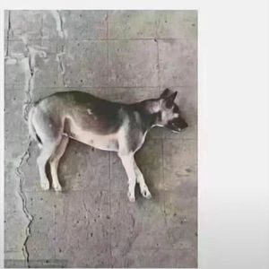 老鼠的童年demo（Prod by 9Zi)