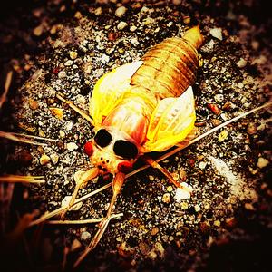Swarm (Brood XIV)