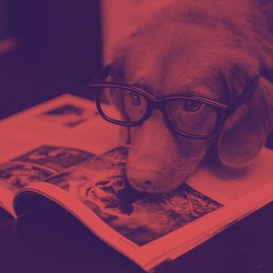 微妙的训练犬心情