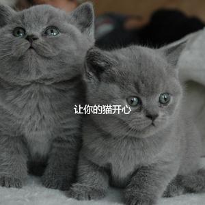 Background for Happy Cat