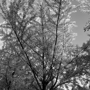 褪色（prod.Jonas）