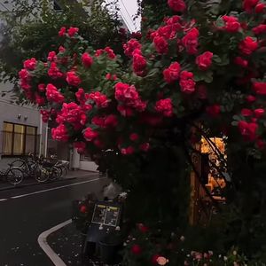 青衣