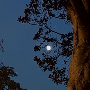 闻到（《为有暗香来》影视剧插曲）Cover：黄诗扶