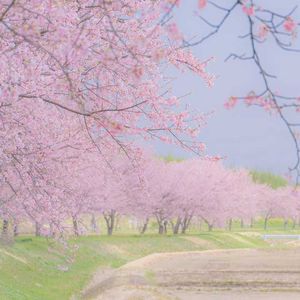 さくら 〜あなたに出会えてよかった〜