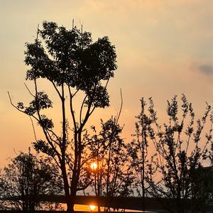 萱草花（原唱：张小斐）