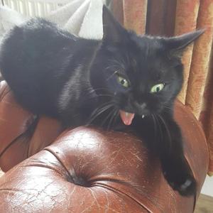Katten Evert