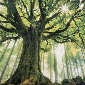 Keep the Fire Burning (Acoustic)