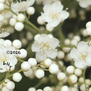 三角关系回旋曲