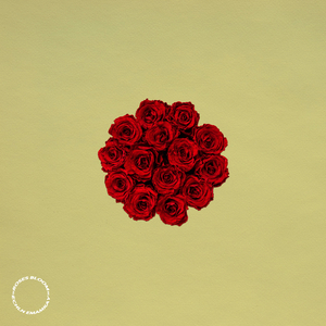 Roses Bloom