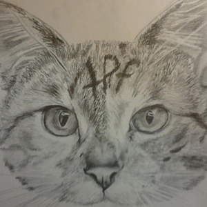 USA//RUDEBOIZ//STOLE//MY//DINNER//MONEY